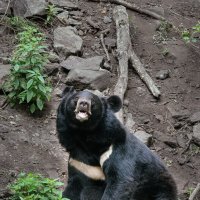 ГималайскиЙ медведь :: Евгений Кучеренко