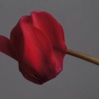 Одиночный цветок цикламена. :: сергей 
