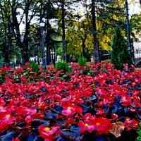 Миллион  бегоний  алых.. :: Евгений 