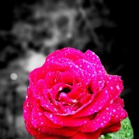 Прекрасная роза :: Анастасия Литвиненко