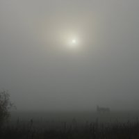 Встречи в тумане :: Anna Ivanova