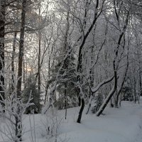 Сказки зимнего леса :: Ольга 