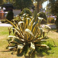 огромный кактус :: ольга хакимова