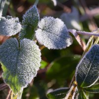 morning frost :: Zinovi Seniak