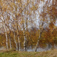 Осенние березки у реки :: Натала ***