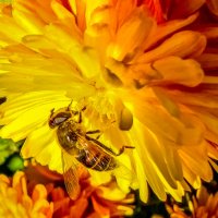 ноябрьская пчелка... :: жанна janna