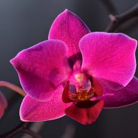 Орхидея. :: Валерий Пославский