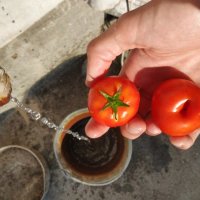 Свежие томаты :: zakivari us
