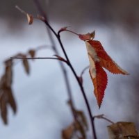 Осенний листок. :: Андрей Дурапов