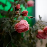 Розы на морозе. :: valser61 