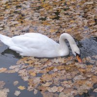 Осень и лебеди. :: Светлана Мельник