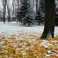 Городской сад после снегопада. :: Милешкин Владимир Алексеевич 