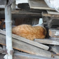 Гнездо кота Оси :: Борис 