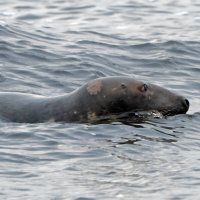 Тюлень в Рижском заливе :: Viktor Makarov