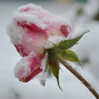 Первый снег :: Надежда Куркина