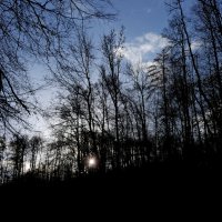 небо над лесом :: Heinz Thorns