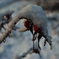 Первый снег :: AleksSPb Лесниченко