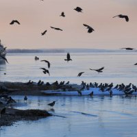 Замерзающая Волга и птицы :: Ната Волга