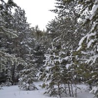 Снега в Каркаралах :: Андрей Хлопонин