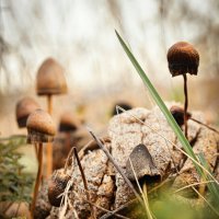 В царстве грибов... :: Сергей Леонтьев