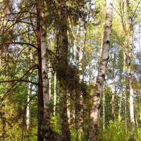 Берёзка в лесу :: Андрей Снегерёв