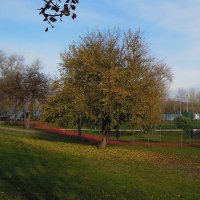 Дикая груша в парке "Наталка" на Оболони :: Тамара Бедай 