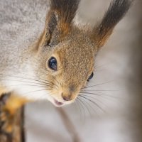 Не усы, а усищи! :: Галина Новинская