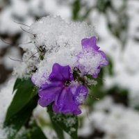 Городские цветы под снегом ноября. :: Милешкин Владимир Алексеевич 