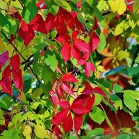 Чудесной осени листва - частичка пурпурного света. :: Восковых Анна Васильевна 