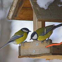 Синицы :: Татьяна Лютаева