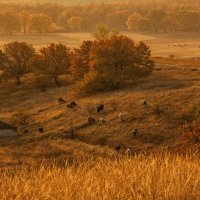 Деревенское утро. :: Людмила 