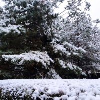 первый снег :: Анара 