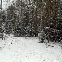 Лес под снегопадом. :: ВикТор Быстров
