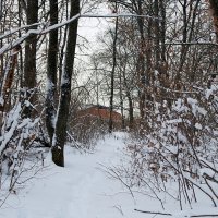 Зиновий-зимоуказатель кажет нам грядущую погоду в зиму! :: Андрей Заломленков