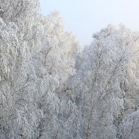 кружево зимы :: Евгений Тарасов 