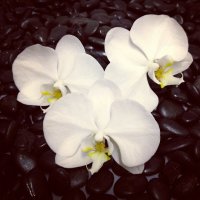 Орхидеи :: Елена 