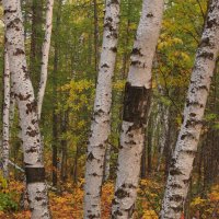 В осеннем лесу :: Александр Велигура