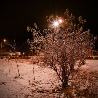 Вечерний снег :: Александр Зиновьев
