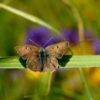 летние бабочки 5 :: Александр Прокудин