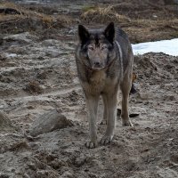 И тут,вдруг..вспомнилась,собака Баскервилей..:)) :: Леонид Балатский