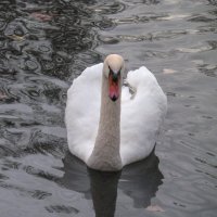 А белый лебедь на  пруду ...... :: Валентин Семчишин