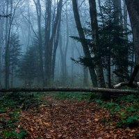 Утро в туманном лесу :: Виталий Павлов