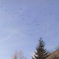 Птицы рады зиме. :: Мила Бовкун