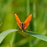 летние бабочки 12 :: Александр Прокудин