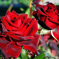 Последние розы в саду отцветают - бордовые розы Эдемского рая... :: Ольга (crim41evp)