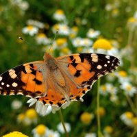 летние бабочки 20 :: Александр Прокудин