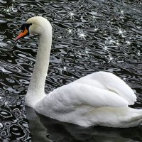 А белый лебедь на пруду... . :: Милешкин Владимир Алексеевич 