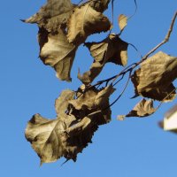 Шелестят сухие листья на ветру... :: Татьяна Смоляниченко