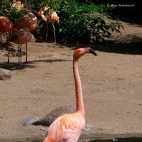 Розовый фламинго :: Nina Yudicheva