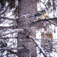 Зима в Новосибирске :: Елена Берсенёва